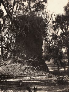 Att bygga ett imperium i den fascistiska tidsåldern: termitkoloni, 1936-05-09 (s/v foto) av Modestino Baldinetti