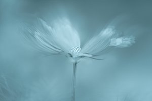 Drömmande blå blomma