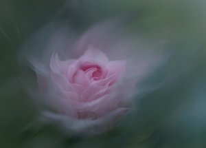 Drömmande rosa ros