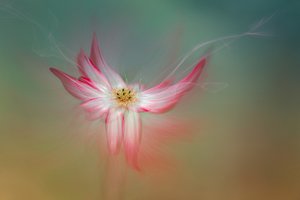 Eterisk rosa blomma