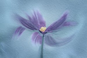 Eterisk lila blomma