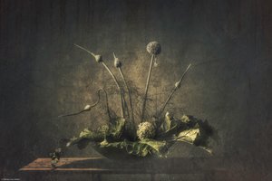Mörkt botaniskt stilleben