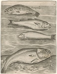 Studieblad met vier vissen Fisk live-ikoner (serietitel) av Monogrammist P+P