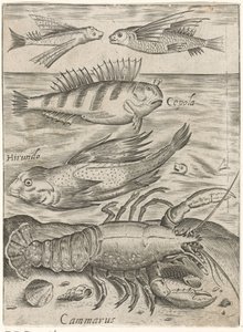Studieblad med fyra fiskar och en hummer Piscium vivae-ikoner (serietitel) av Monogrammist P+P