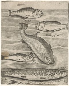 Studieblad met vijf vissen Fisk live-ikoner (serietitel) av Monogrammist P+P