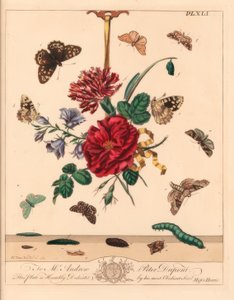 Vinkelfärgad nattfjäril, Phlogophora meticulosa, krokspets av ek, Watsonalla binaria, Mother Shipton-fjäril, Callistege mi, fläckig träfjäril, Pararge aegeria, bomrad krokspets, Watsonalla cultraria, brunt porslinsmärke, Elophila nymphaeata och höftjungfru