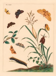 Drickfjäril, Euthrix potatoria, brunt hårstrå, Thecla betulae, stor skeppare, Ochlodes sylvanus, liten skeppare, Thymelicus sylvestris, knappa marvel du jour, Dipthera runica och barbera, Plagodis pulveraria