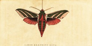 Elefanthökmal, Deilephila elpenor., 1800 (gravyr)