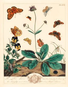 Fet fritillary, Euphydryas aurinia, högbrun fritillary, Fabriciana adippe, diskantfjäril, Aplocera plagiata, fläckig gul, Pseudopanthera macularia, och crimson och guldmal, Pyrausta purpuralis, på djävulsbiten skabb, Succisa pratensis, och