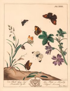 Ängsbrun fjäril, Maniola jurtina, wood lady eller orange tip, Anthocharis cardamines och grizzled skeppare, Pyrgus alveolus