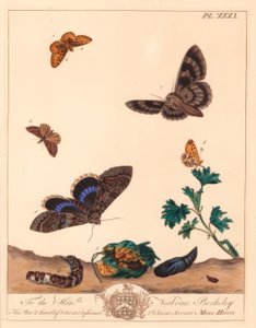 Liten pärlkantad fritillary fjäril, Boloria selene och Clifden nonpareil mal, Catocala fraxini