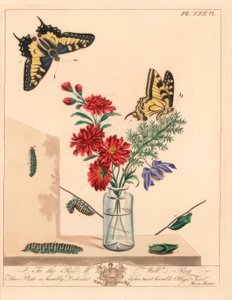Svalstjärtsfjäril, Papilio machaon. Handkolorerad litografi efter illustration