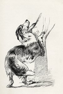 Halvuppfödd herdehund som smeker sin husse, från Charles Darwins "The Expression of the Emotions in Man and Animals", 1872 av Mr. A. May