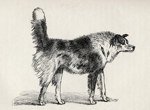 Halvrasig herdehund med fientliga avsikter, från Charles Darwins "The Expression of the Emotions in Man and Animals", 1872. av Mr. A. May
