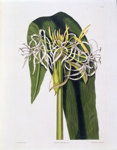 Crinum Declinatum, Plate 43 från 