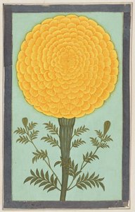 En ringblomma, från Small Clive Album (wc på papper) av Mughal School