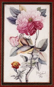 Gul-o Bulbul, ca. 1849-50 (akvarell på papper) av Muhammad Baqir