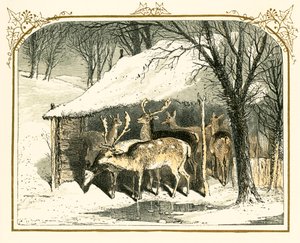 Rådjur i snön