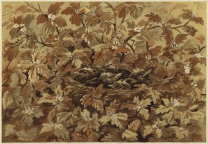 Koltrasten hemma (litho)