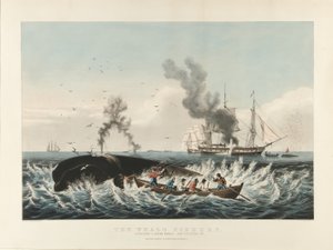The Whale Fishery: Att attackera en kaskelot....och "cutting in" (färglitografi) av Currier and Ives