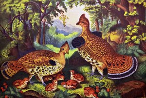 Den lyckliga familjen, ruffed grouse och unge av N. and Ives, J.M. Currier