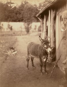 Sénart, åsnan från Biribi av Nadar [Gaspard Félix Tournachon]
