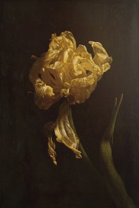Golden Tulips förfall av Naoya Nakagawa