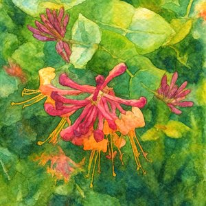 Färgglada kaprifolblommor av Natalie Bruns