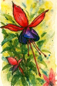 Fuchsia i akvarell av Natalie Bruns