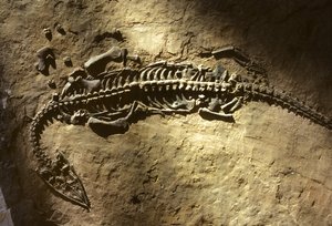 Fotografi av ett marint ryggradsdjursfossil från triasperioden från en Pachypleurosaurus