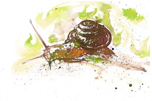 Snigel, 2025 (tusch) av Neale Osborne