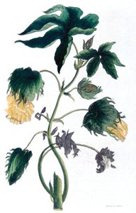 Gossypium - bomullsväxt, 1823 av Neale and Son