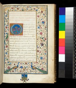 Ms 336. Sallust, Catilina och Jugurtha, f.1r. Fullt upplyst bård med påfåglar, kaniner, gröna parakiter och en duva av Neapolitan School