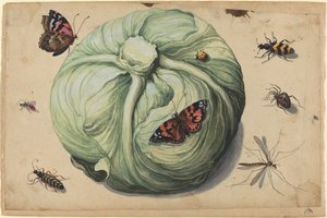 Kålhuvud med insekter