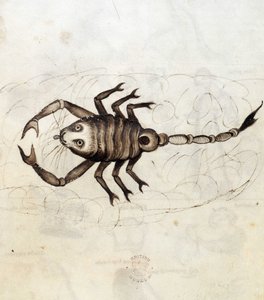 Sloane 3983. Folio nr: 23 Stjärntecknet Skorpionen (vellum) av Netherlandish School