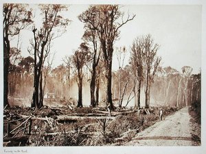 Seventy-Mile Bush (sepiafoto)