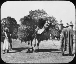 Kameler som bär foder, Egypten, c1890. av Newton and Co