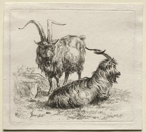 Animalia: Två getter