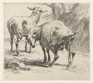 Pissende ooi en een schaap Schapen (serietitel) Djur som dras till liv och trycks i vatten av stark luft av Studio and Art of Nicolai Berchem (serietitel) av Nicolaes Pietersz Berchem