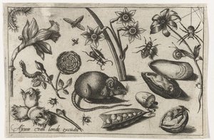 Blommor, en mus, insekter och en mussla Fåglar, blommor, insekter etc. (serietitel)