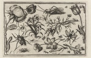 Blommor och insekter Fåglar, blommor, insekter etc. (serietitel)