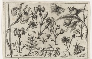 Blommor och fjärilar Fåglar, blommor, insekter etc. (serietitel)