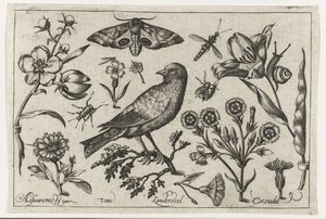 Blommor, insekter, nattpåfågelöga och en kråka Fåglar, blommor, insekter etc. (serietitel)