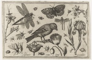 Blommor, trollslända och fågel Fåglar, blommor, insekter etc. (serietitel)