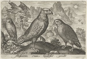 Örn och andra rovfåglar Fåglar och insekter (serietitel) av Nicolaes de Bruyn