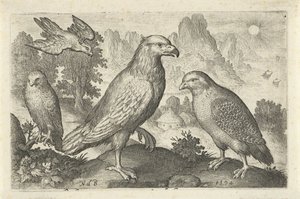 Örn och andra rovfåglar Fåglar och insekter (serietitel) av Nicolaes de Bruyn