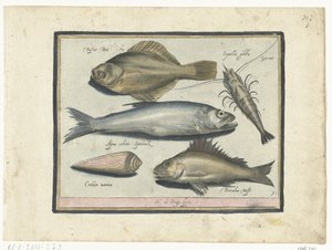 Flundra, räkor, smelt och pos Libelivs varia Genera piscium complectens (serietitel) Sötvattensfisk, havsfisk, grodor, kräftdjur och havsdjur (serietitel) av Nicolaes de Bruyn