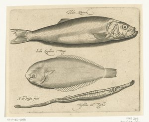 Sill, tunga och pipfisk Libelivs diverse Genera piscium complectens (serietitel) Sötvattensfisk, havsfisk, grodor, kräftdjur och havsdjur (serietitel) av Nicolaes de Bruyn