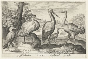 Stork, trana, häger och skedstork Fåglar och insekter (serietitel)