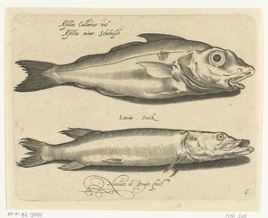 Kolja och gädda Libelivs diverse Genera piscium complectens (serietitel) Sötvattensfisk, havsfisk, grodor, kräftdjur och havsdjur (serietitel) av Nicolaes de Bruyn